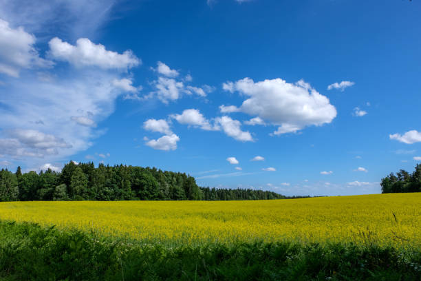 istock cultivated wheat field in summer 1083755128