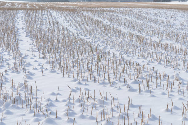 istock Snowy reed field landscape. Natural winter background pattern. 1083755712