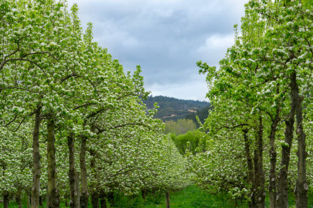 pommier avec les nouvelles feuilles de citron vert et fleur blanche - orchard flower apple tree tree photos et images de collection