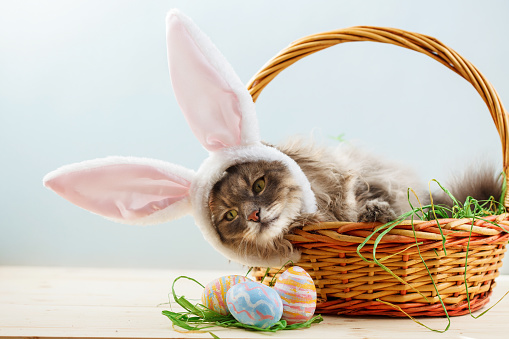 Gray fluffy cat with bunny ears in easter basket with easter eggs Copy space