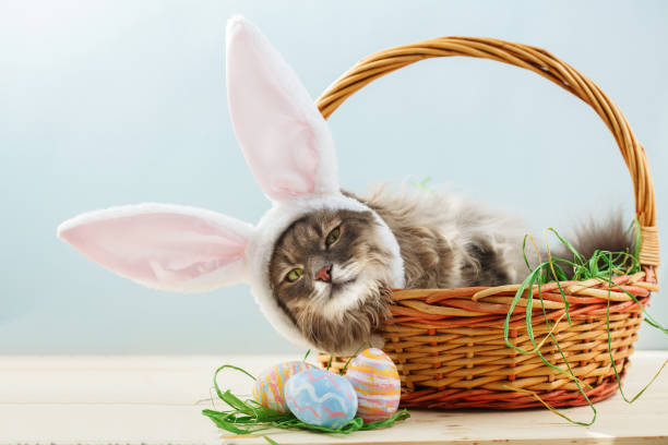 Gray fluffy cat with bunny ears in easter basket with easter eggs stock photo