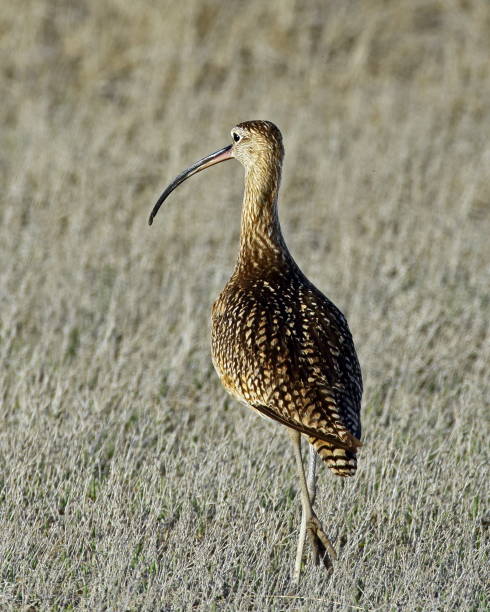 Long-billed Curlew Long-billed Curlew numenius americanus stock pictures, royalty-free photos & images