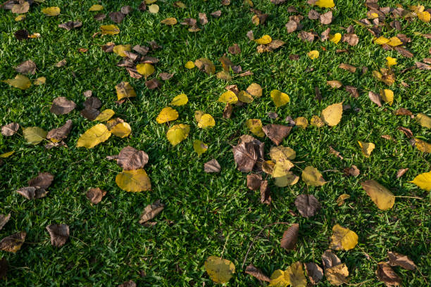 istock Yellow leaves on grass field 1083760796