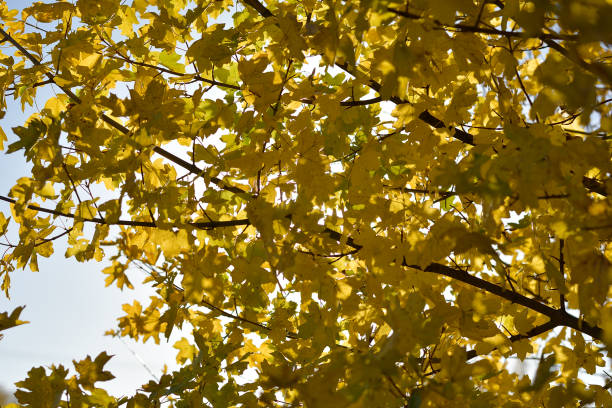 istock Maples leaves with blue sky and branches 1083762330