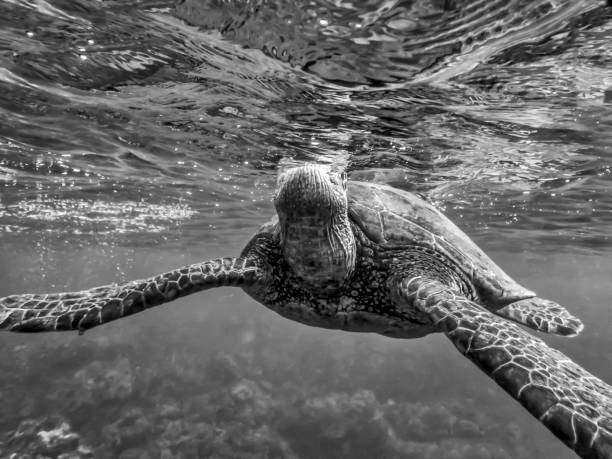 istock Abstract Black and White Low Angle Close Up Sea Turtle Breathing 1083765794