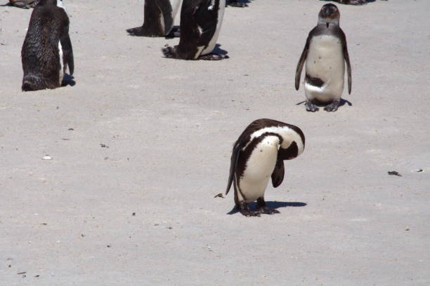 istock African penguin in a colony 1083768800