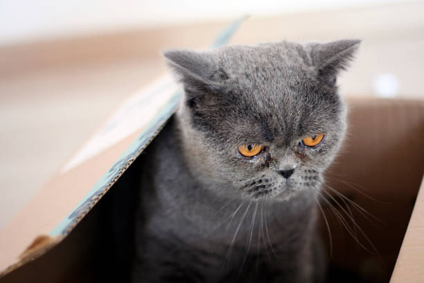 istock Close-up of a rescue cat in a box 1083768942