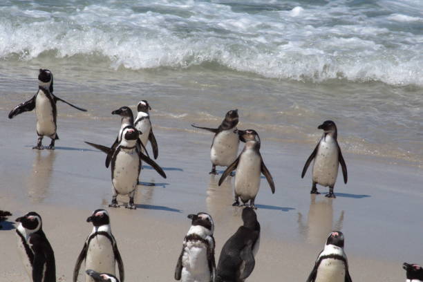 istock African penguins leaving the water 1083771690