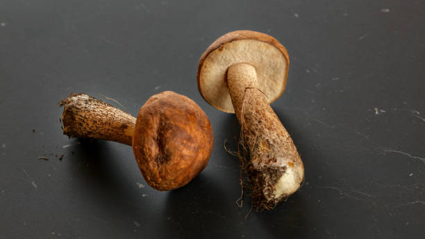 two freshly picked mushrooms (scaber stalk / leccinum scabrum) soil and dirt from forest still on them, on dark gray,  board. - mushroom stem cap plate imagens e fotografias de stock