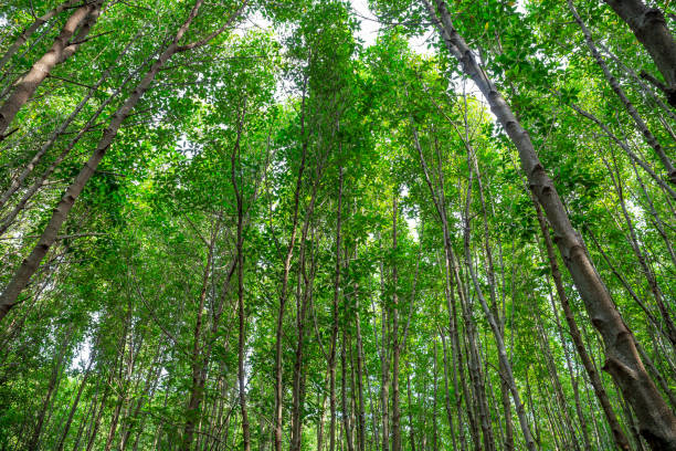 istock Tree top at mangrove swamp forest 1083775796