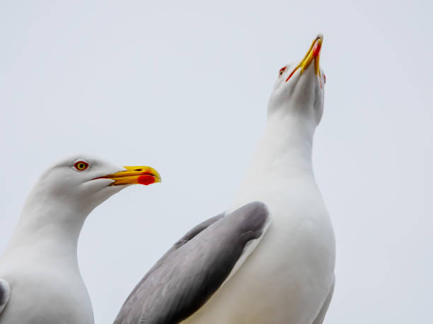 istock Two white seagull against the gris sky 1083778138