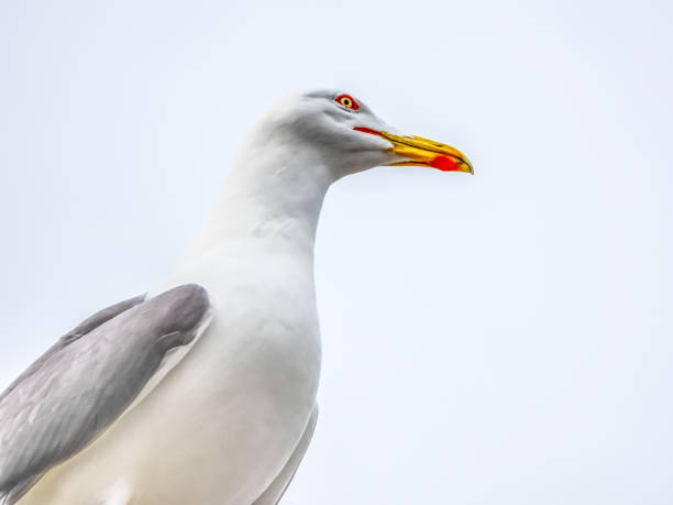 istock One white seagull against the gris sky 1083779338