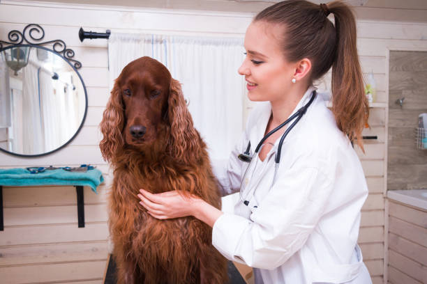 On the visit to the vet. On the visit to the vet. irish setter stock pictures, royalty-free photos & images