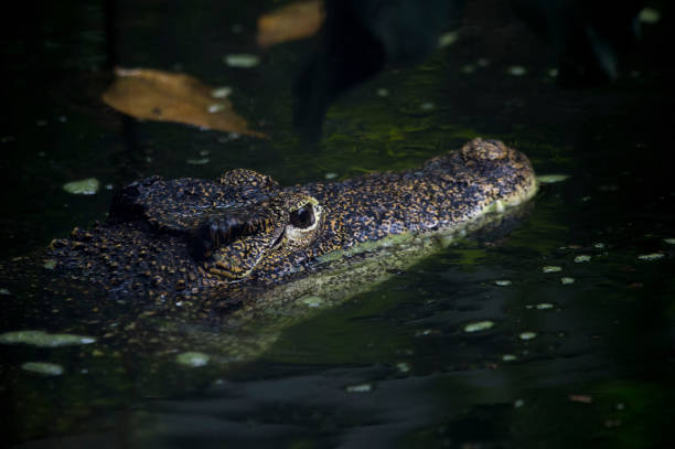 istock High Angle View Of Crocodile Swimming In Lake 1083779438