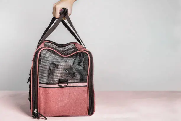 Photo of Female hand holding cat in bag for transporting animals