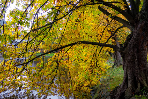 istock Autumn trees by lake 1083782660