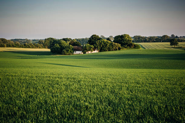 Typical Rural Scene in Denmark at Sunset Landscape scene showing a typical rural scene in the danish countryside, with a farm and its fields caught in the last rays of the day’s sun highlighting the gentle rolling countryside. Colour, horizontal with lots of copy space. zealand denmark stock pictures, royalty-free photos & images