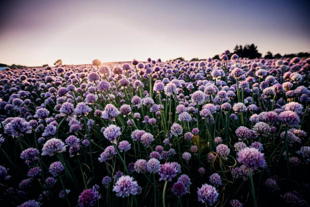 Low angle close up view of field of chives that flowered, photographed against the setting sun. Scientific name Allium schoenoprasum photographed in Denmark. Colour, horizontal with some copy space.