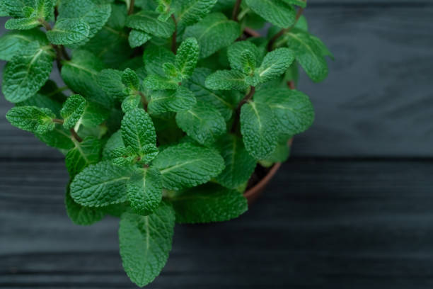 istock Green mint plant on wooden background 1083788308