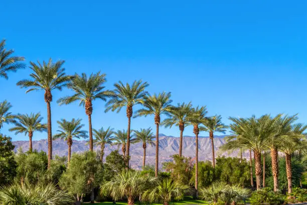 Photo of Green landscape with a row of palm trees and mountain range in the background in the Coachella Valley in California