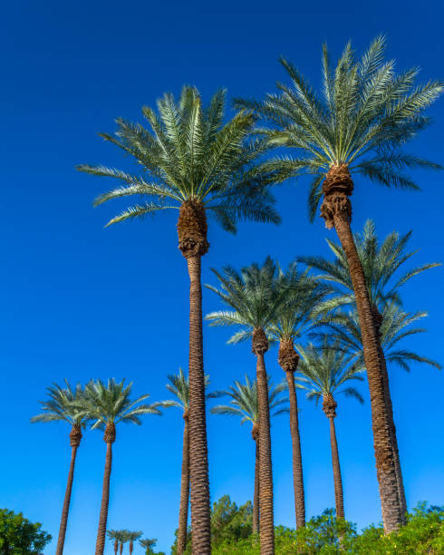 istock Grove of tall palm trees with a clear blue sky 1083788620
