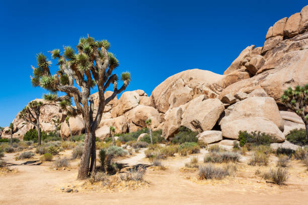 joshua tree and boulders at joshua tree national park in california - high desert imagens e fotografias de stock