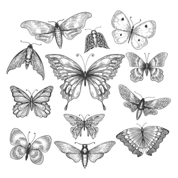 ilustraciones, imágenes clip art, dibujos animados e iconos de stock de mariposa, mariposa dibujo - retro ilustraciones