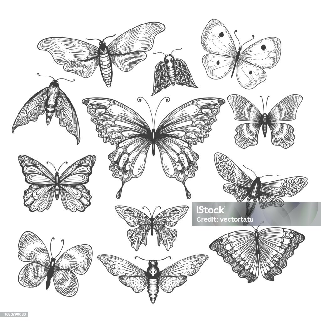 Butterfly, mariposa sketch Butterfly, mariposa sketch. Vector illustration farfalle butterflies isolated on white background Butterfly - Insect stock vector