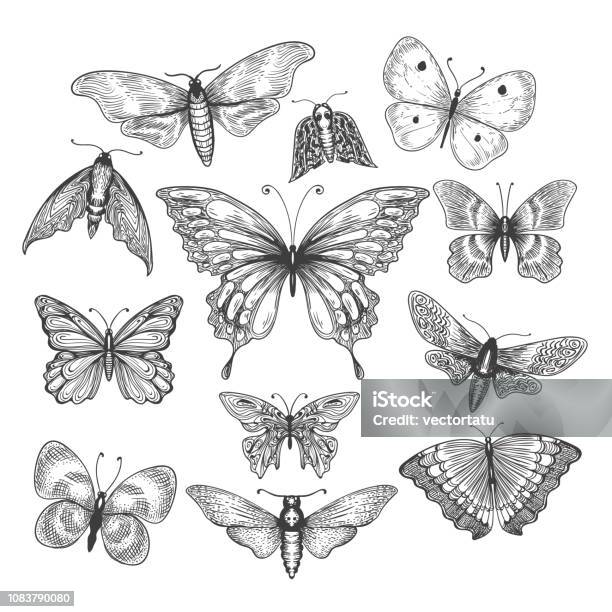 Butterfly Mariposa Sketch Stock Illustration - Download Image Now - Butterfly - Insect, Old-fashioned, Retro Style