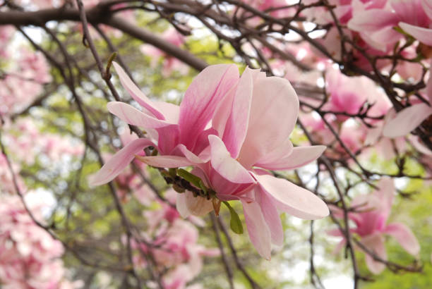 istock Pink Magnolia Blossoms 1083791834