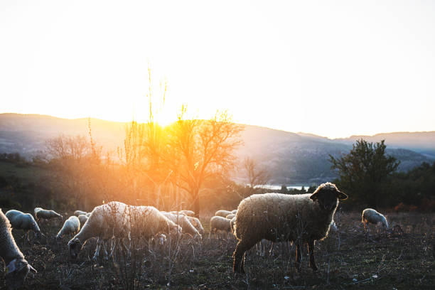 istock Goat in summer outdoors in nature 1083792002