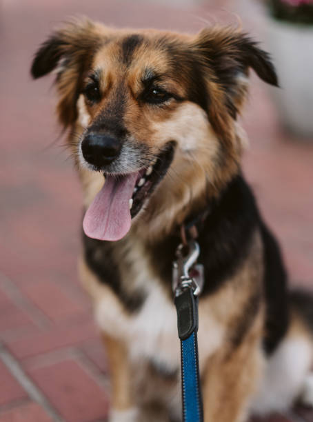 istock Dog on the street 1083803286