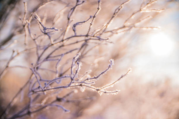 istock winter tree branches in the snow close-up 1083805362