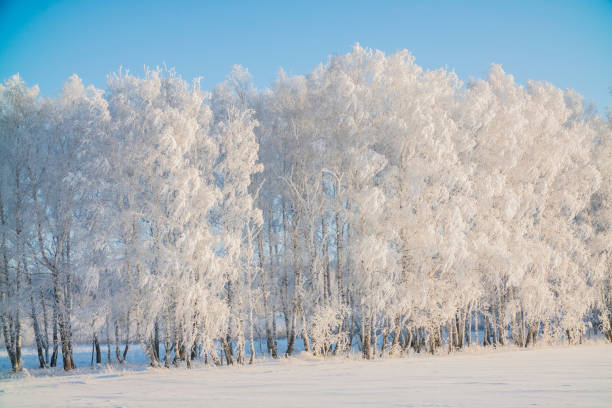 istock winter trees in the snow 1083806034