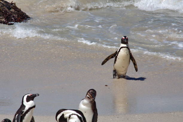 istock African penguin leaving the water 1083806854