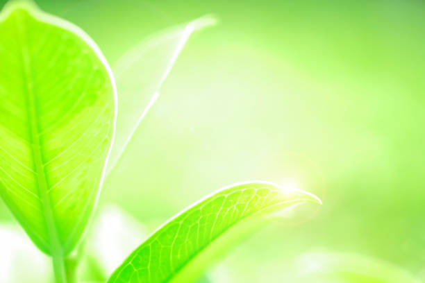 istock Fresh green leaf on green nature blurred background 1083808476