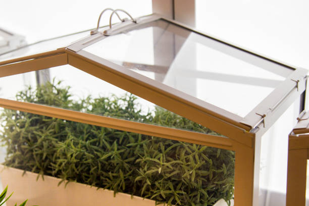 istock Home green plant 1083809136