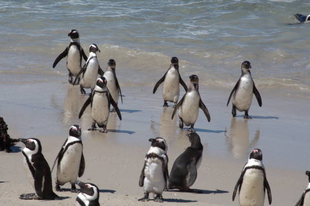 istock African penguins leaving the water 1083811514