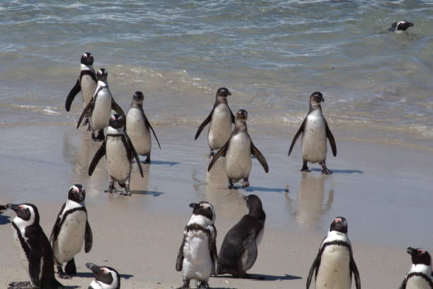 istock African penguins leaving the water 1083813150