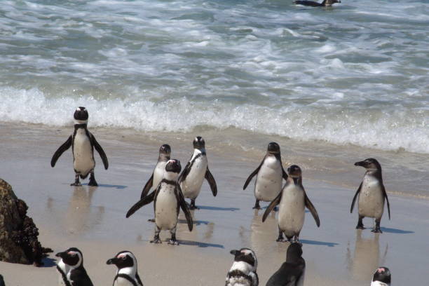 istock African penguins leaving the water 1083815096