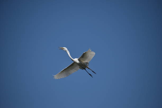 istock adult Great egret (Ardea alba) in flight 1083818178
