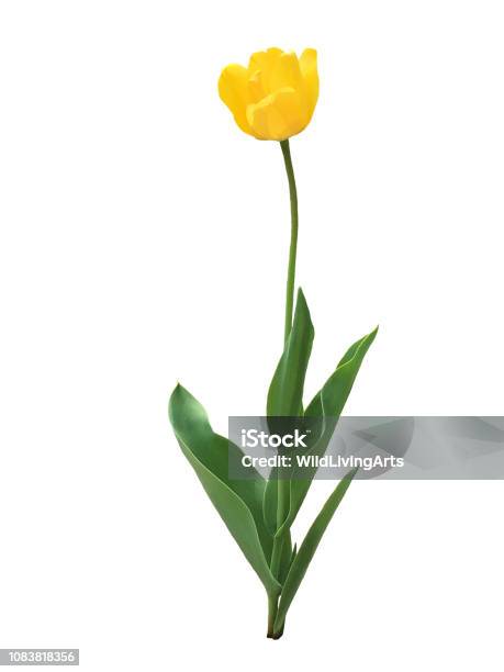 Flower - Laser Cut Out Unfinished Wood Craft Shape FLR92 Flower - Laser Cut Out Unfinished Wood Craft Shape FLR92