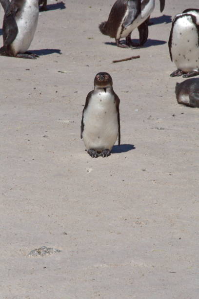 istock African penguin in a colony 1083819350