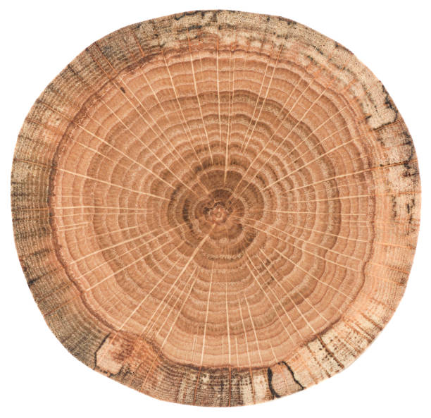 istock Oak wood texture. Tree slab with growth rings isolated on white background 1083822648