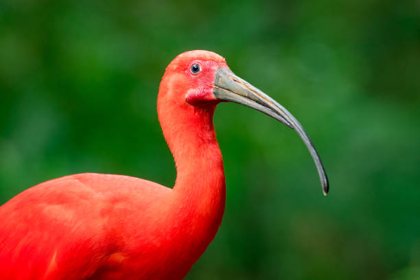 ショウジョウトキ鳥の肖像画 - scarlet ibis ストックフォトと画像