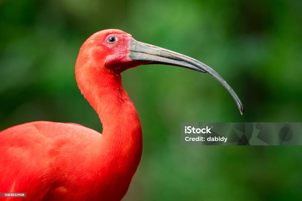 Retrato de pássaro Guará - Foto de stock de Animal royalty-free