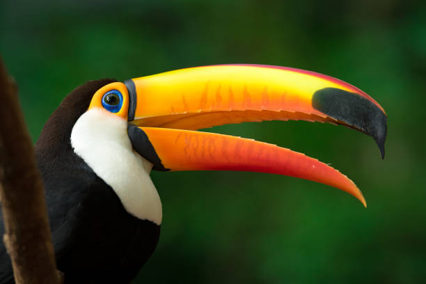 istock Portrait of Toucan Toco 1083823114
