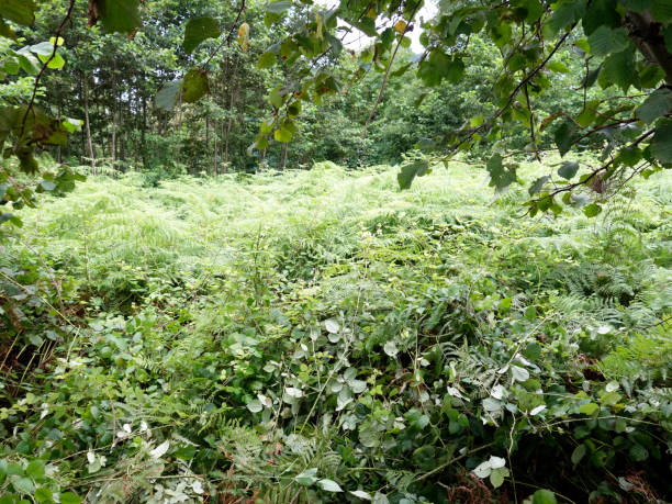 istock beautiful green nature-green leaf 1083823242