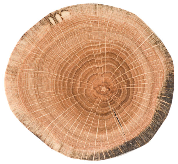 istock Oak wood texture. Tree slice with growth rings isolated on white background 1083823740
