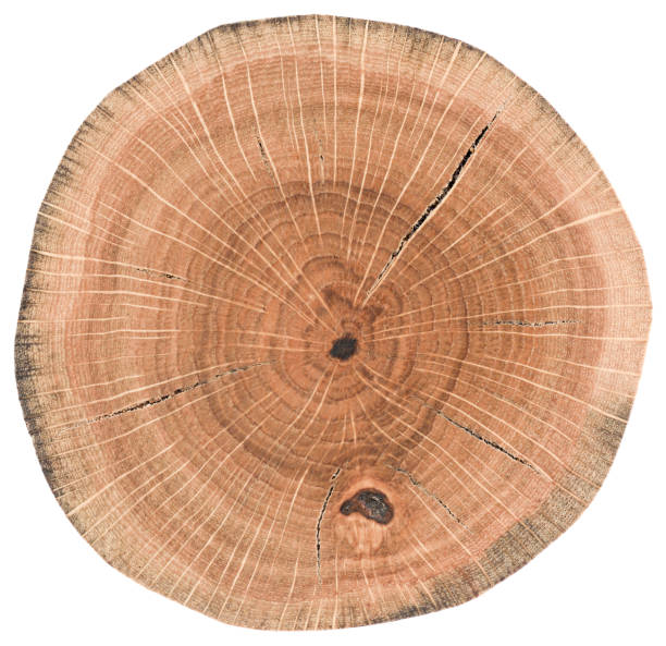 istock Oak wood texture. Tree stump with growth rings and cracks isolated on white background 1083824520